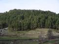 Pinar de Monte Carcedo